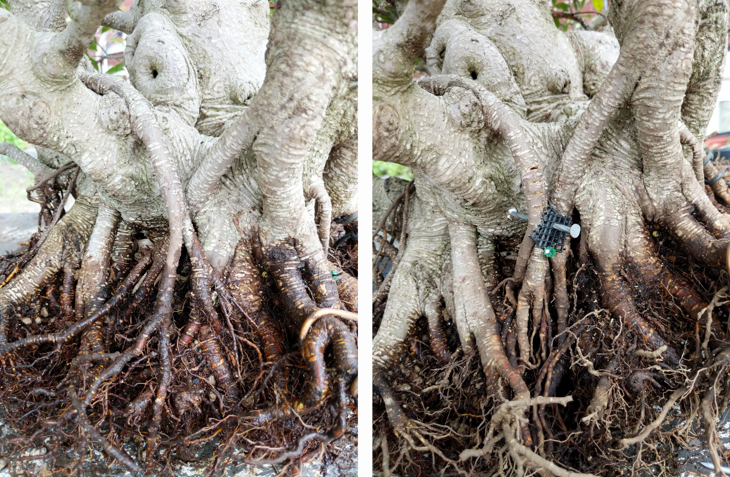 Ficus cross root IMG_20200509_133046